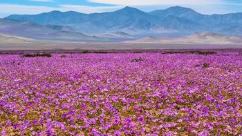 La lluvia transforma el desierto más seco del planeta Tierra en un mar de flores después de 10 años La lluvia transforma el desierto más seco del planeta Tierra en un mar de flores después de 10 años