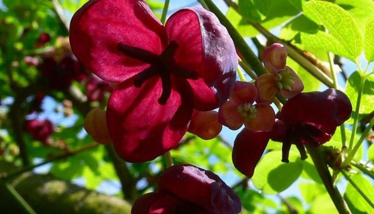 Esta planta tiene flores de aroma dulce.&nbsp;Imagen: Pixabay