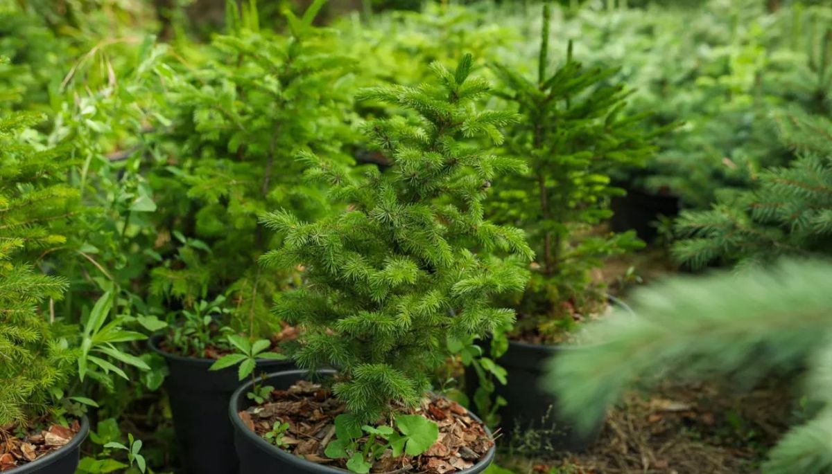 El árbol que permanece verde todo el año y resiste las bajas temperaturas