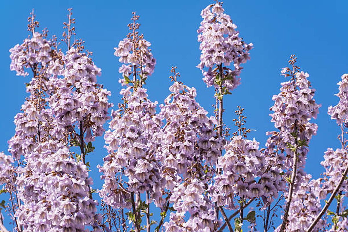 El &aacute;rbol asi&aacute;tico que no demanda cuidados de jardiner&iacute;a y crece r&aacute;pidamente.