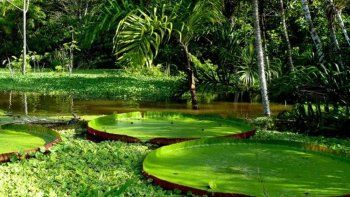 Los bosques vírgenes desaparecen en el mundo