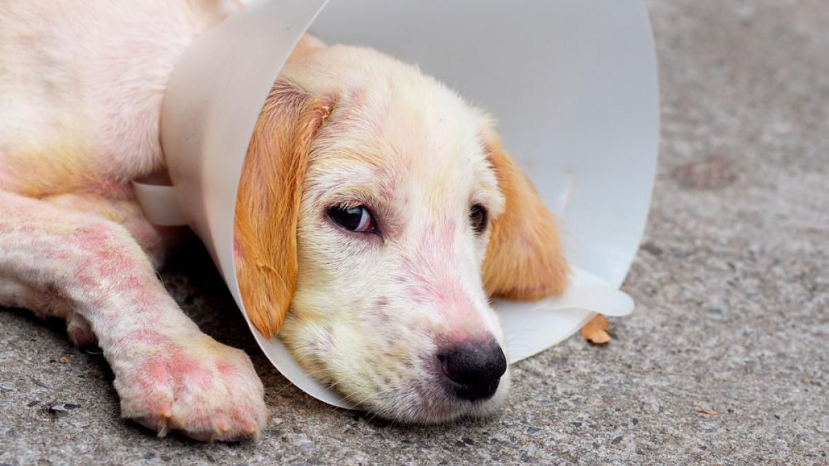 La sarna es una enfermedad que irrita y afecta principalmente a la piel de tu mascota La sarna es una enfermedad que irrita y afecta principalmente a la piel de tu mascota 