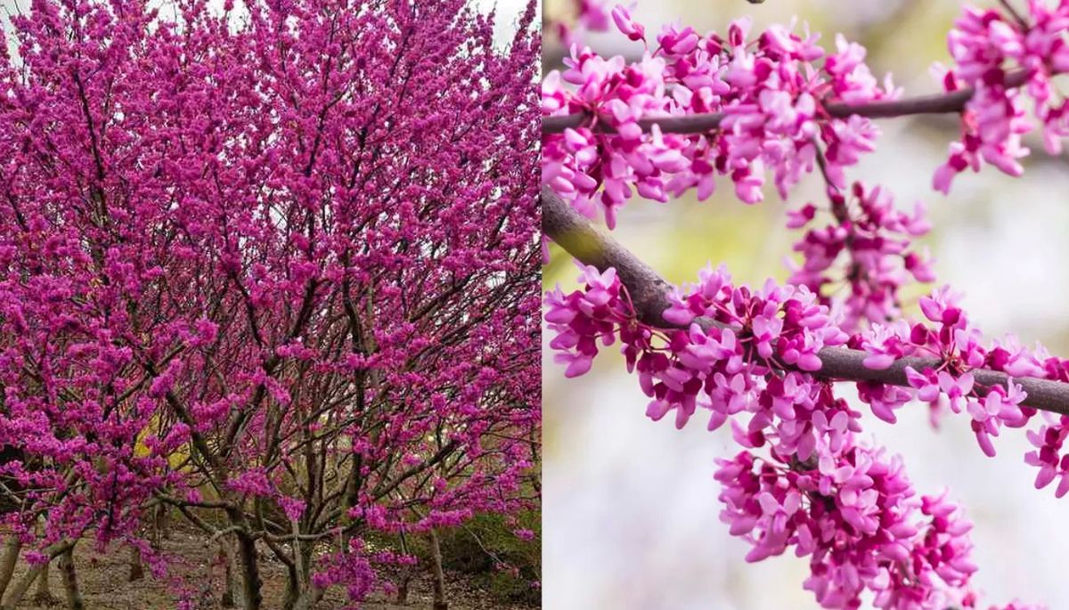 El Cercis siliquastrum es puro color en primavera. El Cercis siliquastrum es puro color en primavera.