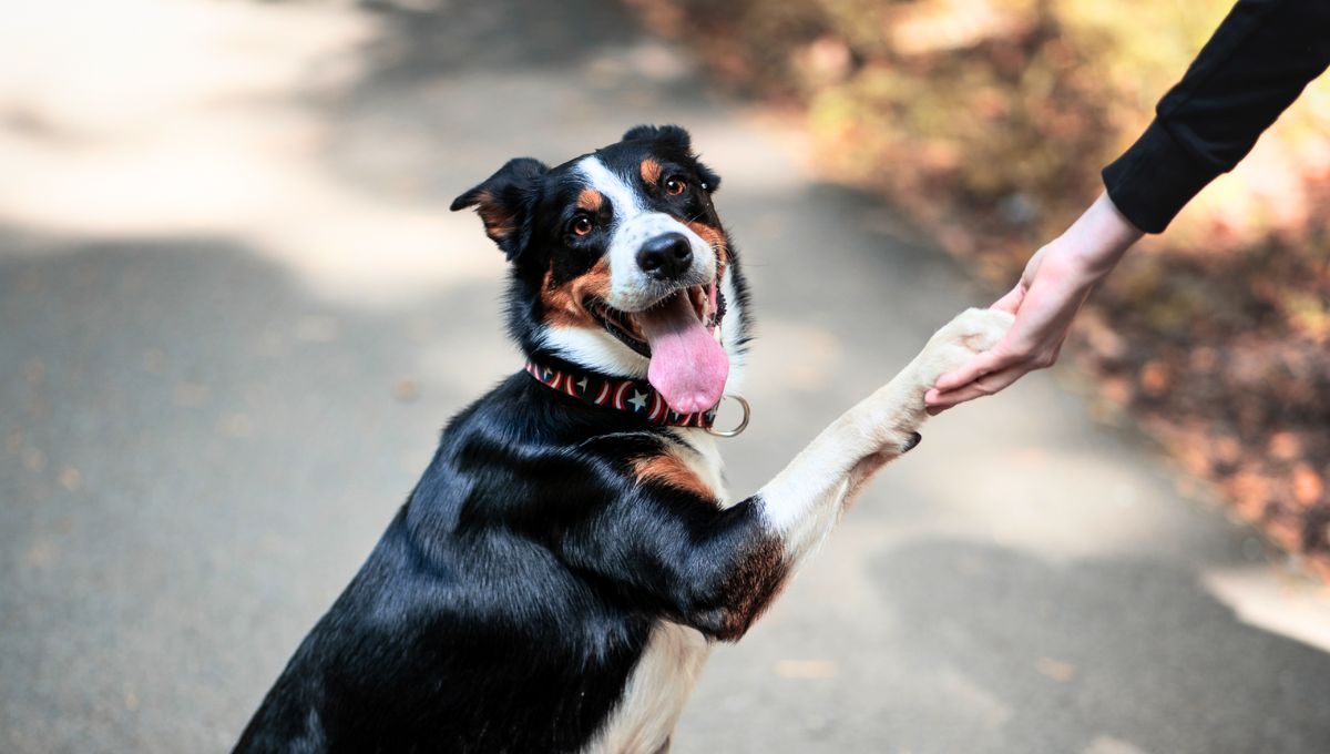 Es fundamental siempre respetar el espacio personal de un perro desconocido