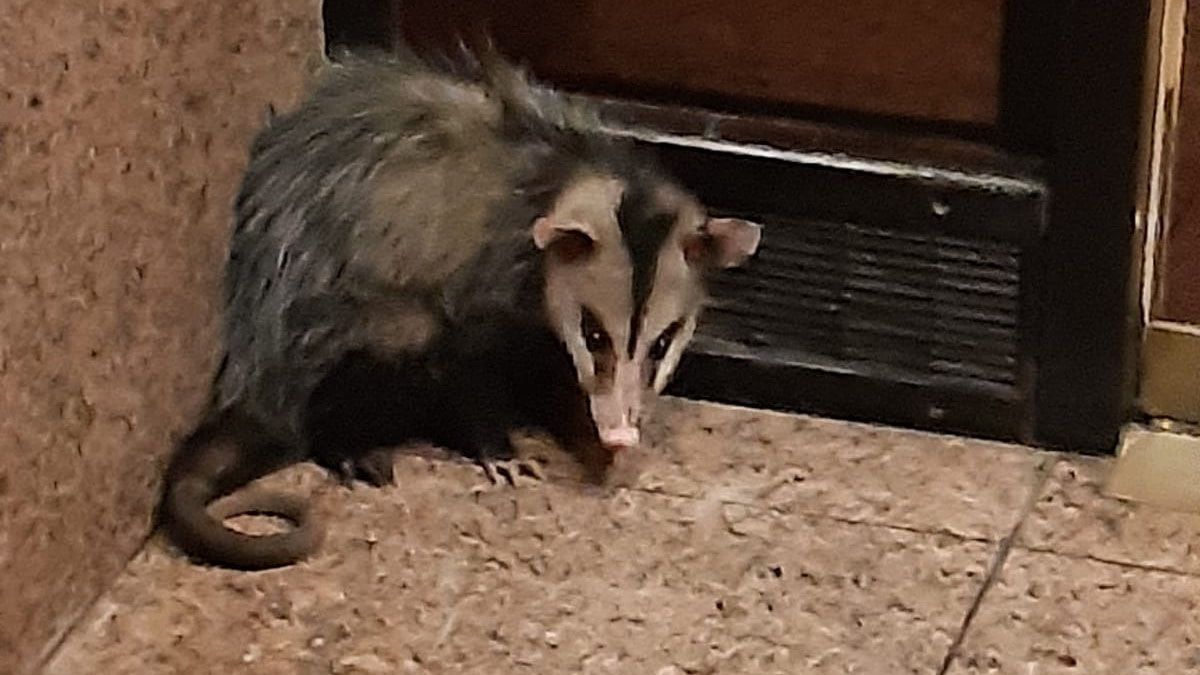 Creen que la zarigüeya era de alguien la tenía como mascota. Creen que la zarigüeya era de alguien la tenía como mascota.