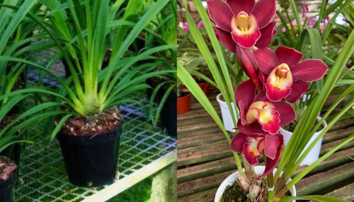 Su interés ornamental se centra en los grandes e impactantes racimos de flores que producen. Su interés ornamental se centra en los grandes e impactantes racimos de flores que producen. 