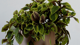 Qué significa que crezca la famosa planta de dólar en mí jardín según el Feng Shui