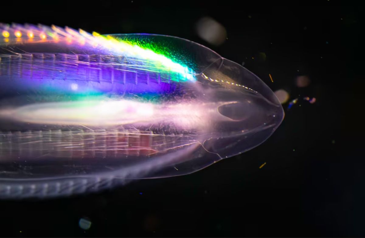 El ctenóforo iridiscente, una de las especies descubiertas.