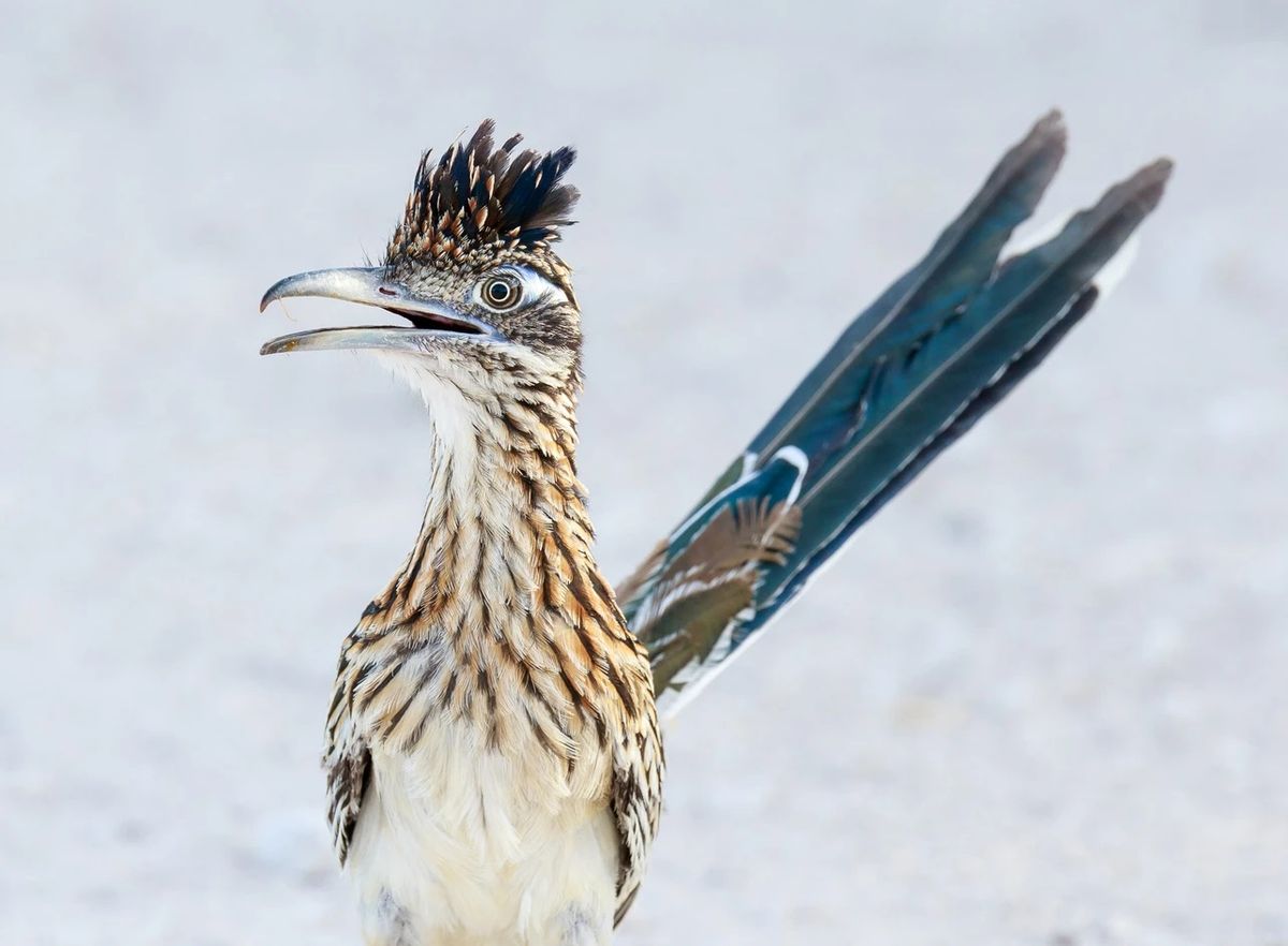 El correcaminos grande es una especie de ave de la familia cuculidae. Imagen de Freepik.