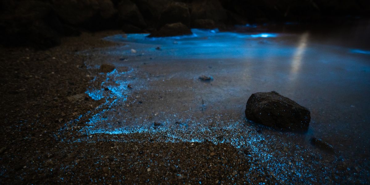 La bioluminiscencia se produce cuando ciertos microorganismos marinos emiten luz al agitarse el agua. Es impredescible. La bioluminiscencia se produce cuando ciertos microorganismos marinos emiten luz al agitarse el agua. Es impredescible.