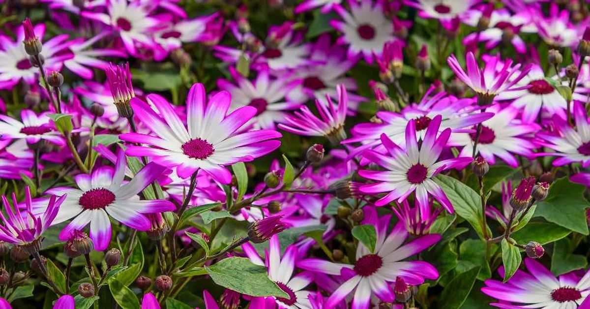 Las cinerarias son de la familia de las asteráceas. Imagen: Pexels. Las cinerarias son de la familia de las asteráceas. Imagen: Pexels.