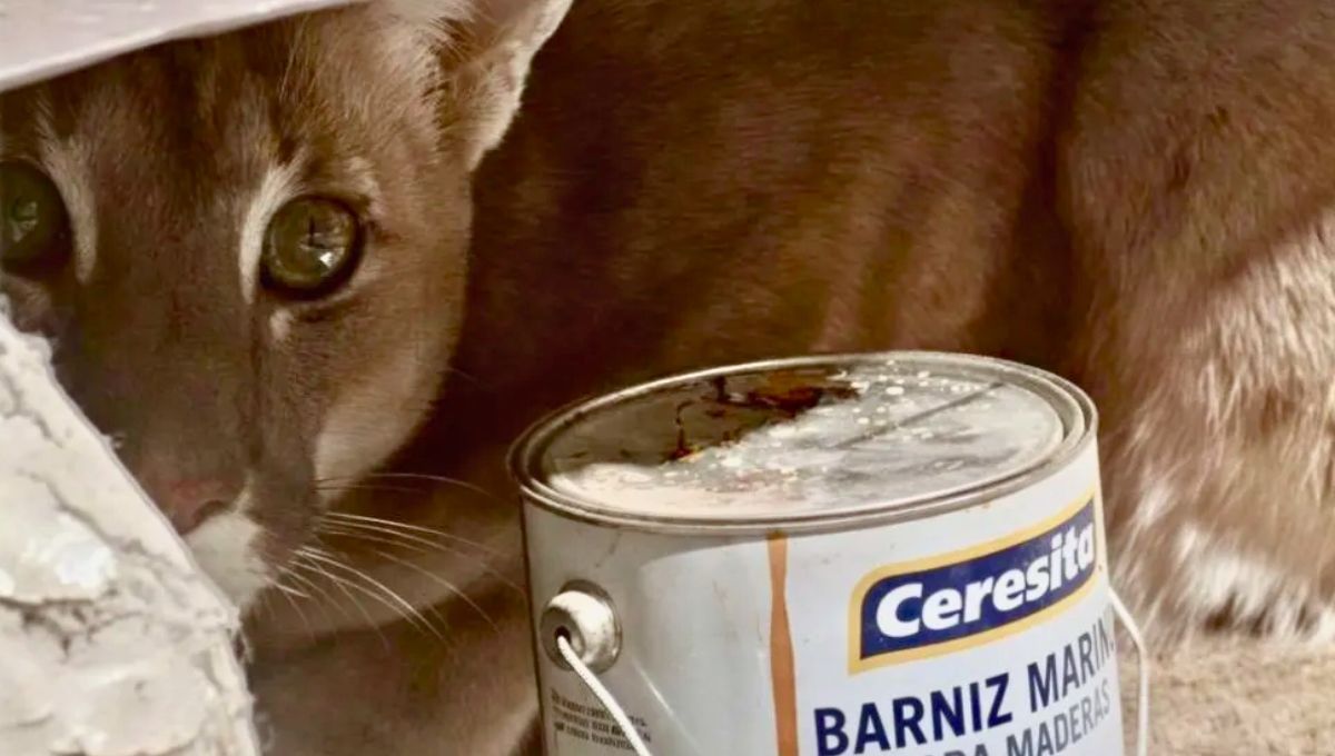 Un puma se escondió sigilosamente en un galpón y generó pánico entre los vecinos