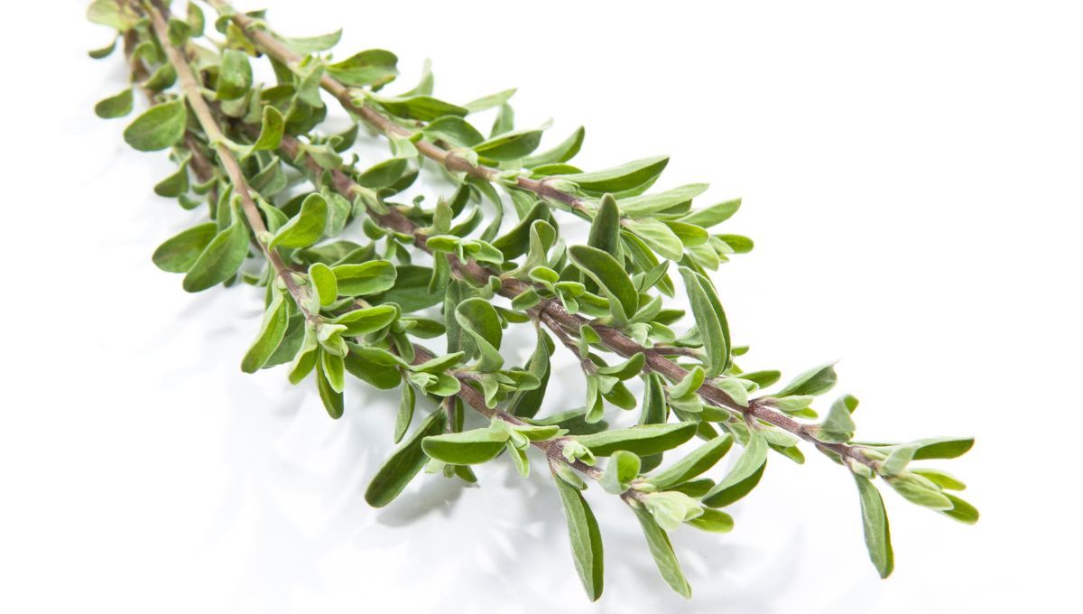 ¿Cómo usar el tomillo para atraer prosperidad a la casa?