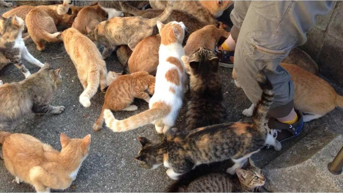 El trabajo consiste en cuidar a los gatitos rescatados. El trabajo consiste en cuidar a los gatitos rescatados.