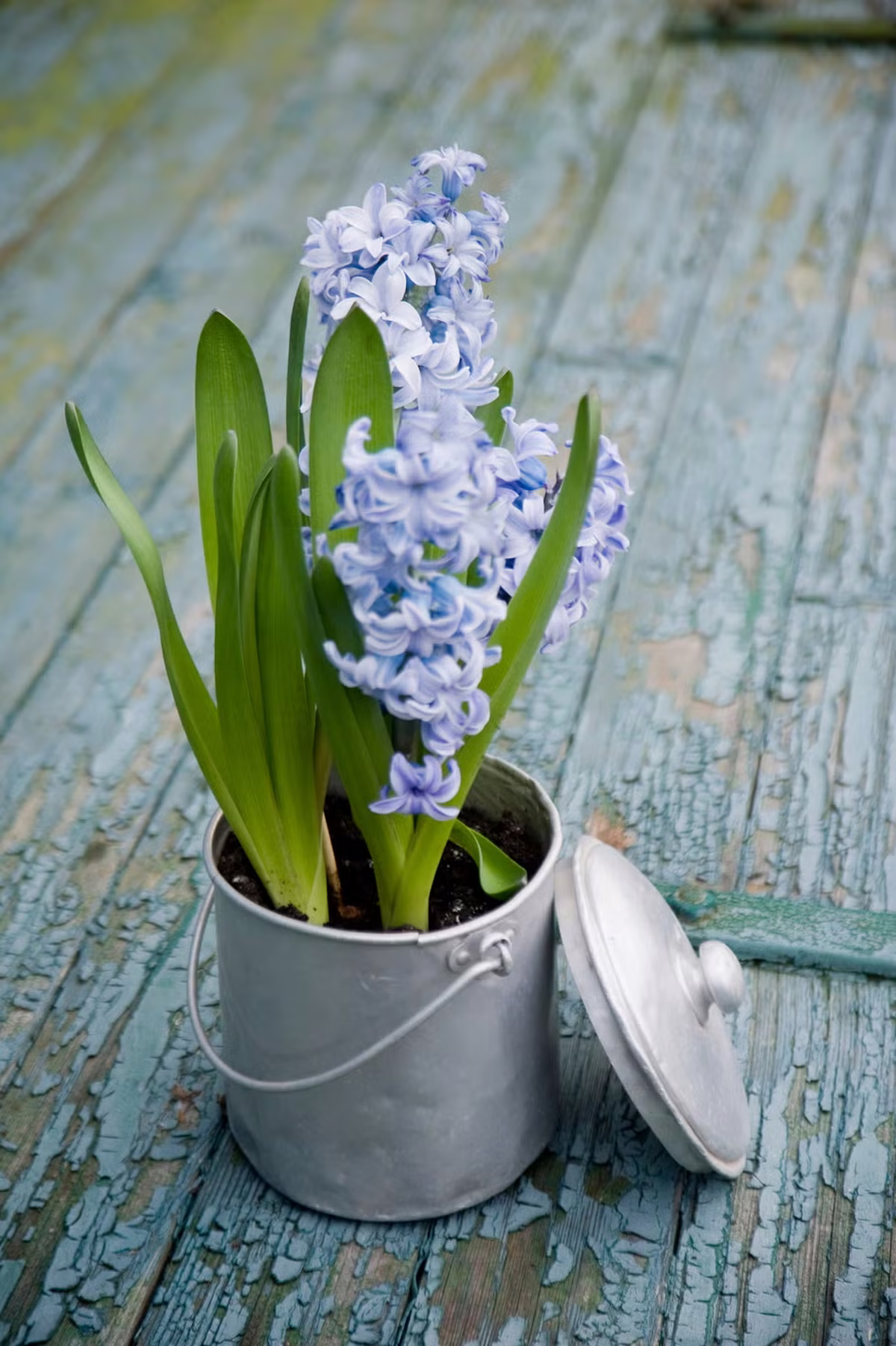 Si tienes una caja o lata vacía, transfórmala en una maceta para tus plantas. Imagen: Freepik. Si tienes una caja o lata vacía, transfórmala en una maceta para tus plantas. Imagen: Freepik.