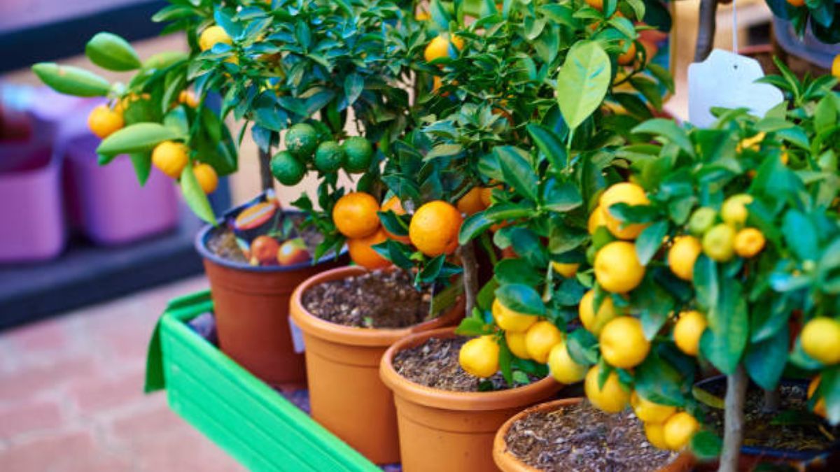 Conocé cuál es la mejor maceta para tu árbol frutal.