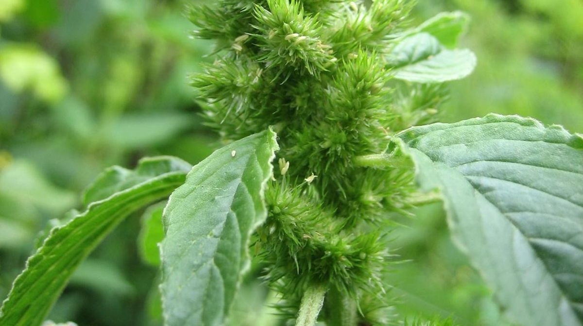 Bledo, la planta que según el Feng Shui atrae el dinero a nuestras vidas Bledo, la planta que según el Feng Shui atrae el dinero a nuestras vidas