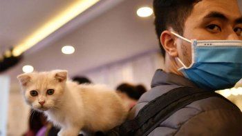 Contagió de coronavirus a su gato: qué síntomas padeció la mascota