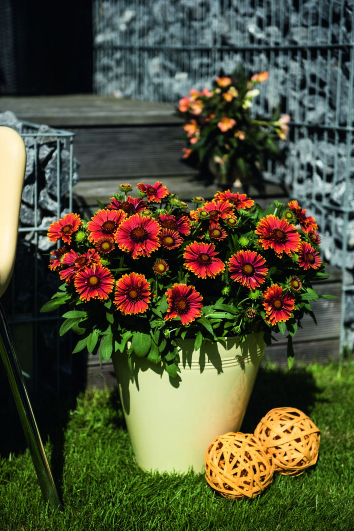 Es una planta nativa de las regiones del norte de los Estados Unidos y Canadá. Es una planta nativa de las regiones del norte de los Estados Unidos y Canadá.