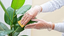 El ingrediente natural para limpiar las hojas de las plantas de interior y que queden relucientes