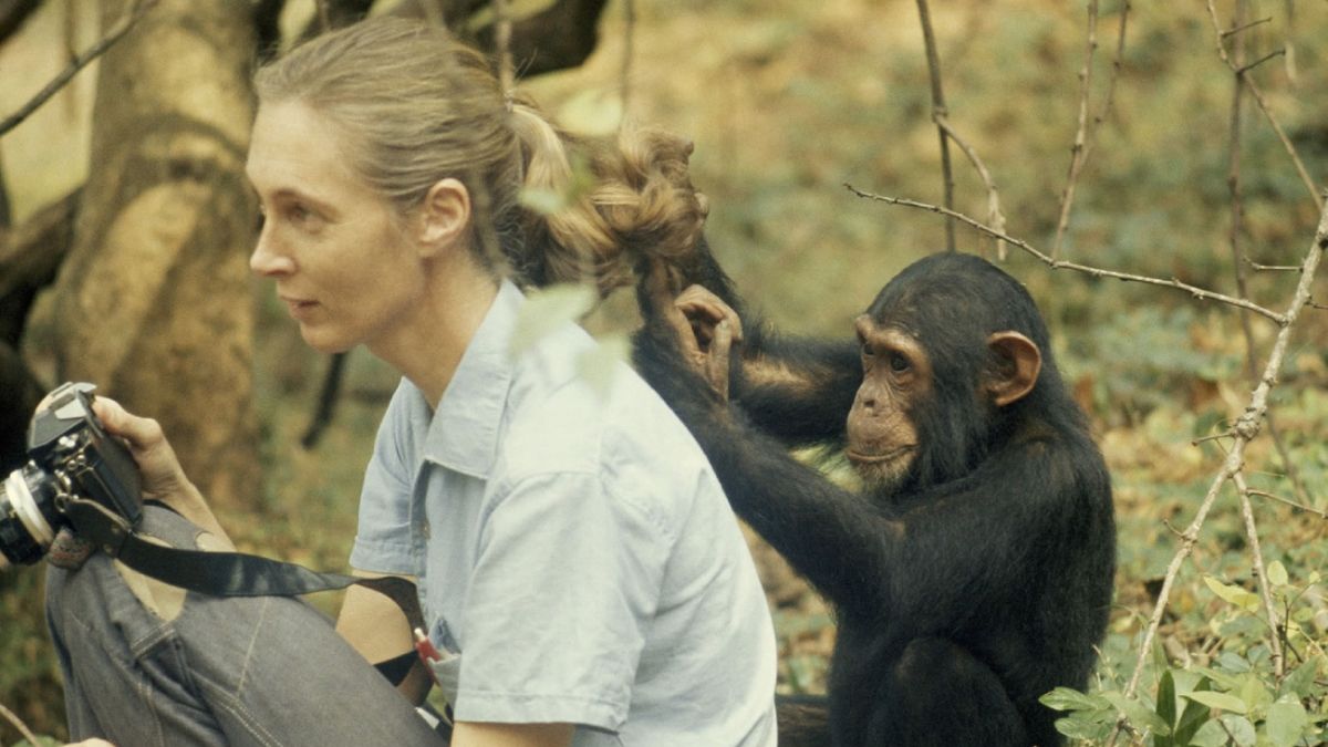 Goodall creó una relación íntima con los chimpancés que le permitió estudiar a esta especie de cerca. Goodall creó una relación íntima con los chimpancés que le permitió estudiar a esta especie de cerca.