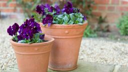 Estas son las claves para el cuidado de plantas en invierno. Estas son las claves para el cuidado de plantas en invierno.