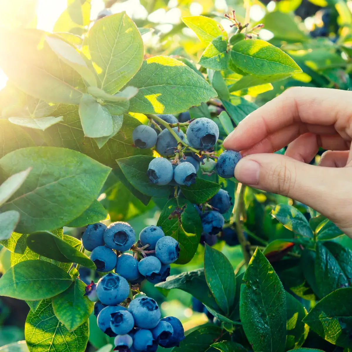 La ciencia demostró que los arándanos tienen muchos beneficios. La ciencia demostró que los arándanos tienen muchos beneficios.