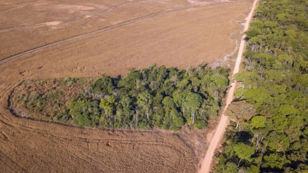 Vista aérea de una zona deforestada ilegalmente en una plantación de soja en la Amazonía brasileña en julio de 2022. En la COP28 se evaluarán los avances hacia el objetivo de deforestación cero para 2030, lanzado en la COP26 en 2021 (Imagen: Alamy) Vista aérea de una zona deforestada ilegalmente en una plantación de soja en la Amazonía brasileña en julio de 2022. En la COP28 se evaluarán los avances hacia el objetivo de deforestación cero para 2030, lanzado en la COP26 en 2021 (Imagen: Alamy)