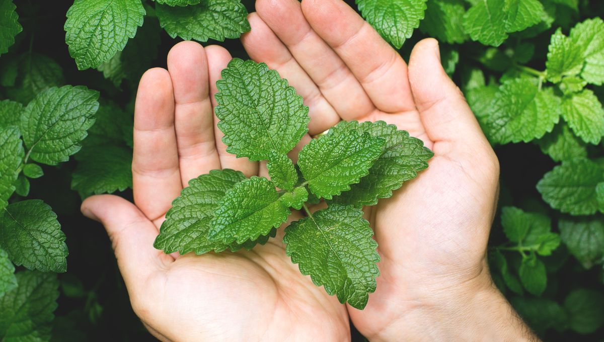 Feng Shui: por este motivo debes juntar 13 hojas de menta