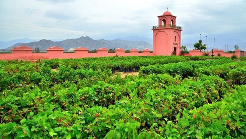 Mendoza buscará vender conocimientos a Perú para la reconversión de viñedos
