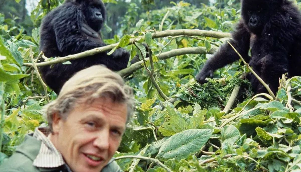 David Attenborough con un grupo de gorilas el bosque en Ruanda un día de 1978. Imagen BBC.