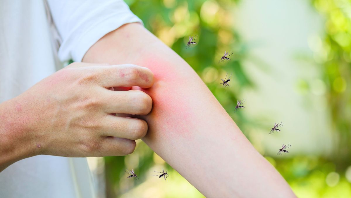 Los mosquitos son peque&ntilde;os bichos voladores que requieren de sangre humana o animal para reproducirse.&nbsp;
