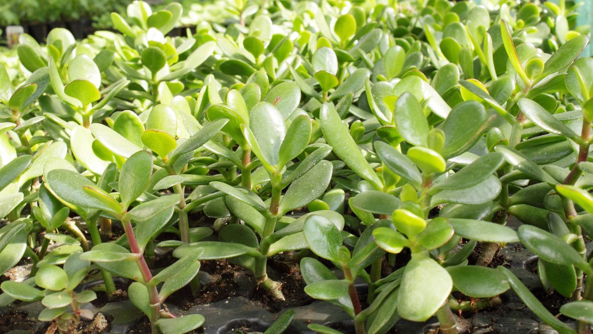 Un chorrito de esta infusión hará crecer tu árbol de Jade