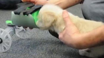 El cachorrito discapacitado que derrite las redes