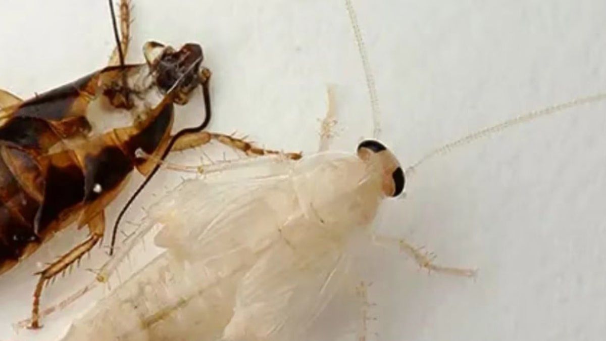 Cucarachas marrones y blancas. Cucarachas marrones y blancas. 