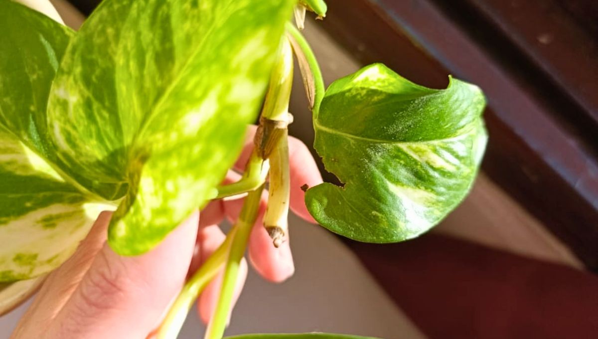 El motivo por el que las hojas de tu potus nacen rotas y quebradas. El motivo por el que las hojas de tu potus nacen rotas y quebradas. 