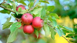 Conoce cuáles son los mejores árboles frutales para cultivar por estos días.