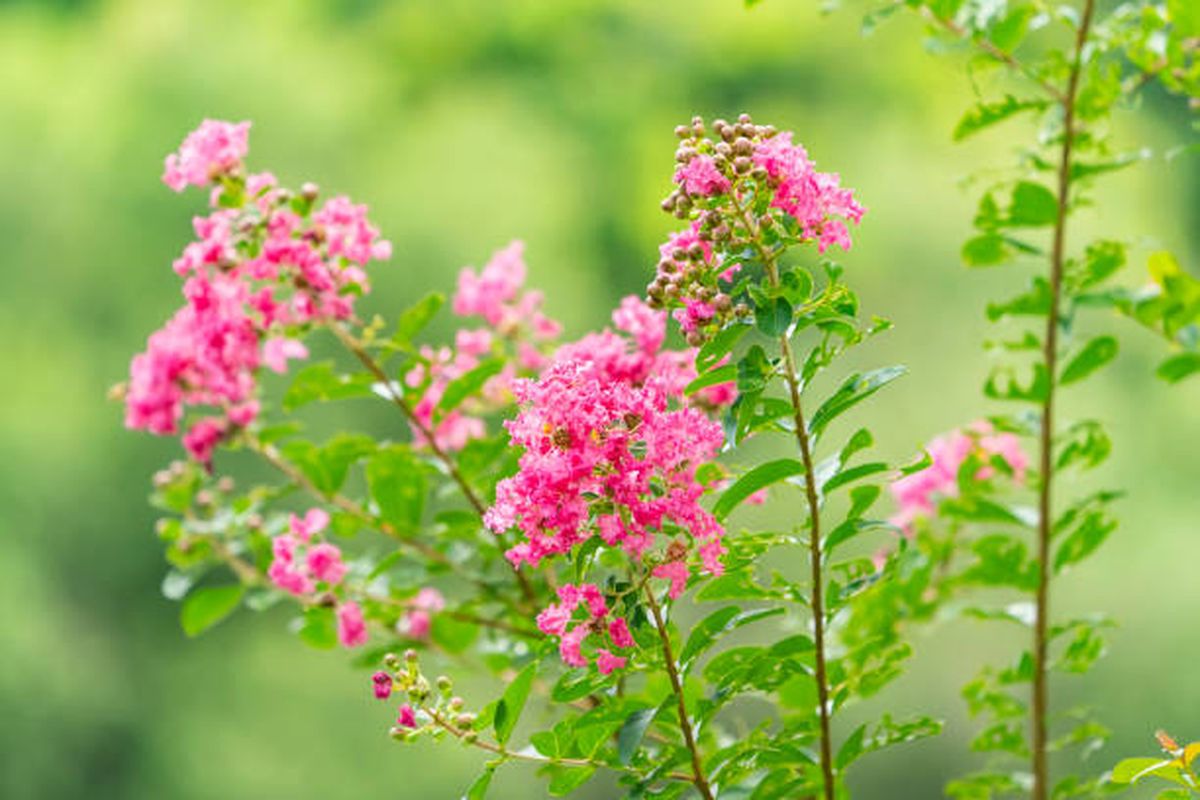 Esta es la planta preferida de maestros jardineros. Esta es la planta preferida de maestros jardineros.