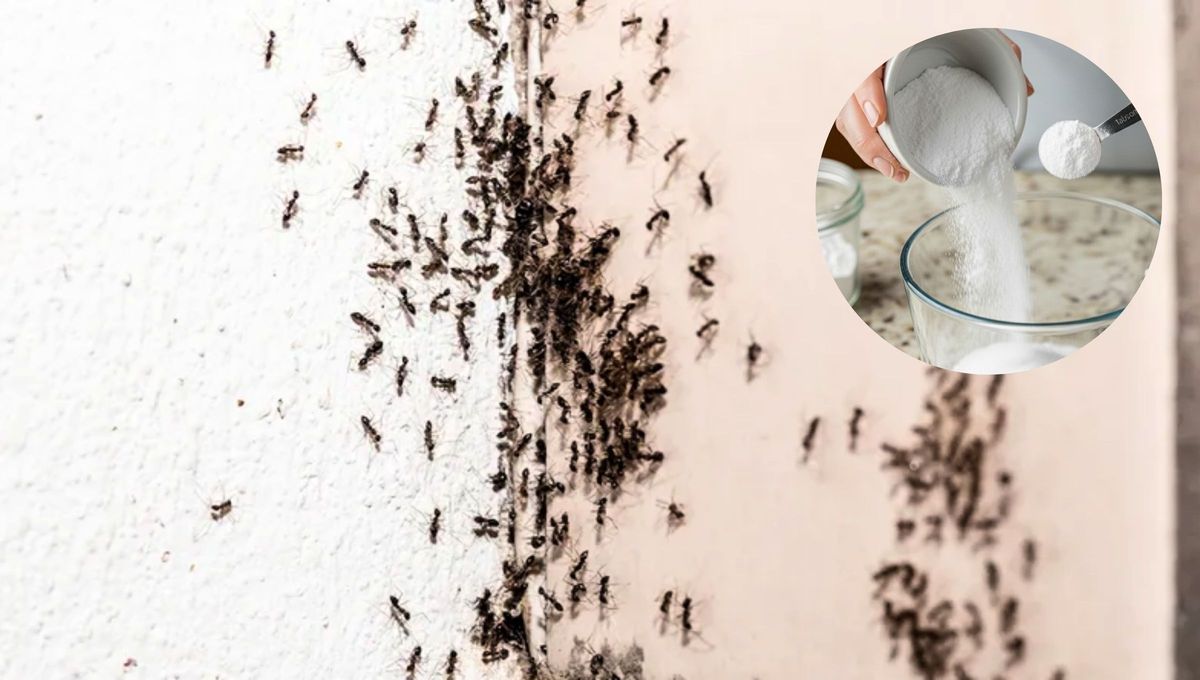 La mezcla de azúcar y bicarbonato puede ser efectiva contra las hormigas.