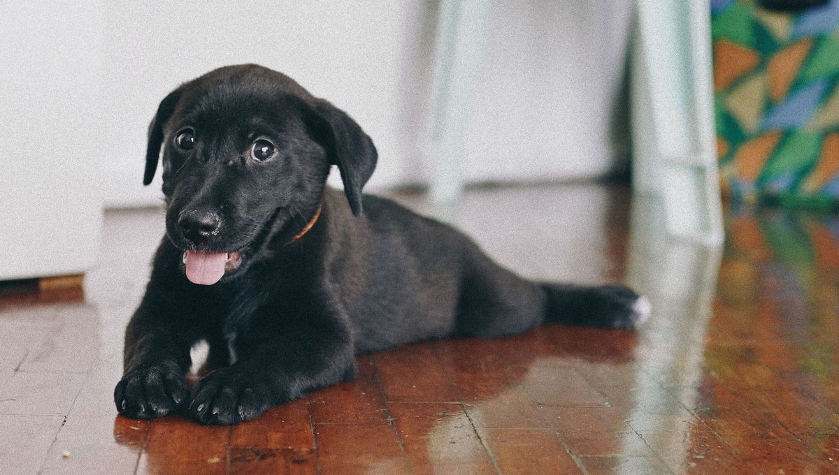 Cómo usar vinagre blanco para limpiar el excremento de tu perro
