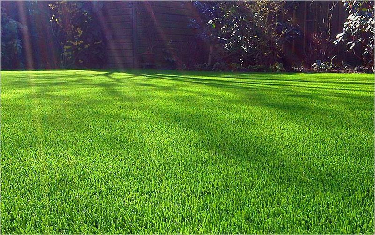 El fertilizante casero de 4 ingredientes ideal para mantener verde el césped del jardín El fertilizante casero de 4 ingredientes ideal para mantener verde el césped del jardín