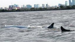 Murió la ballena que estaba varada en Dock Sud