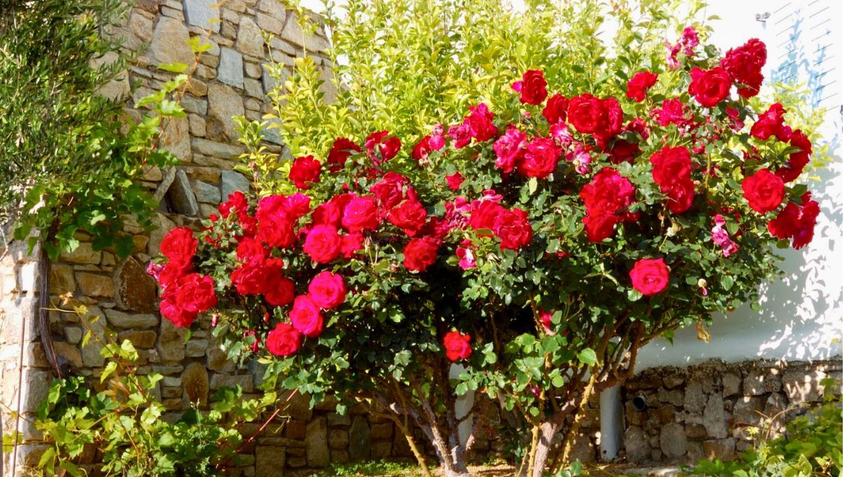 Si tenés un rosal en casa, te contamos qué significa y qué beneficios trae a tu hogar