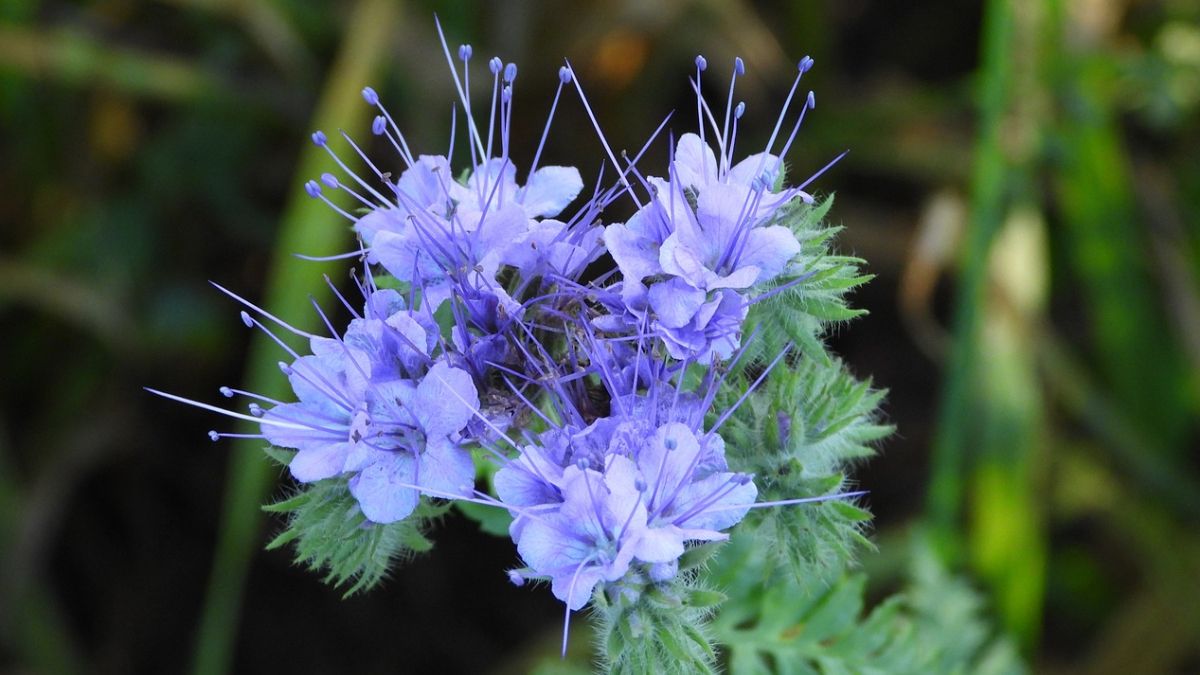 El truco para que la verbena explote de flores.&nbsp;