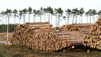 Ordenan a Tesla detener la tala de un bosque donde construiría su Gigafábrica