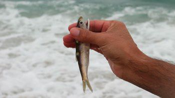 Perú suspendió la pesca de anchoveta