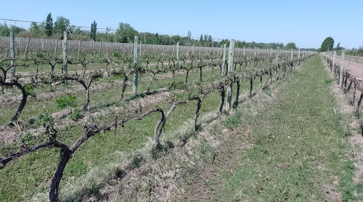 Con el nuevo tipo de dólar se apunta a promover exportaciones, entre ellas las del mercado vitivinícola.