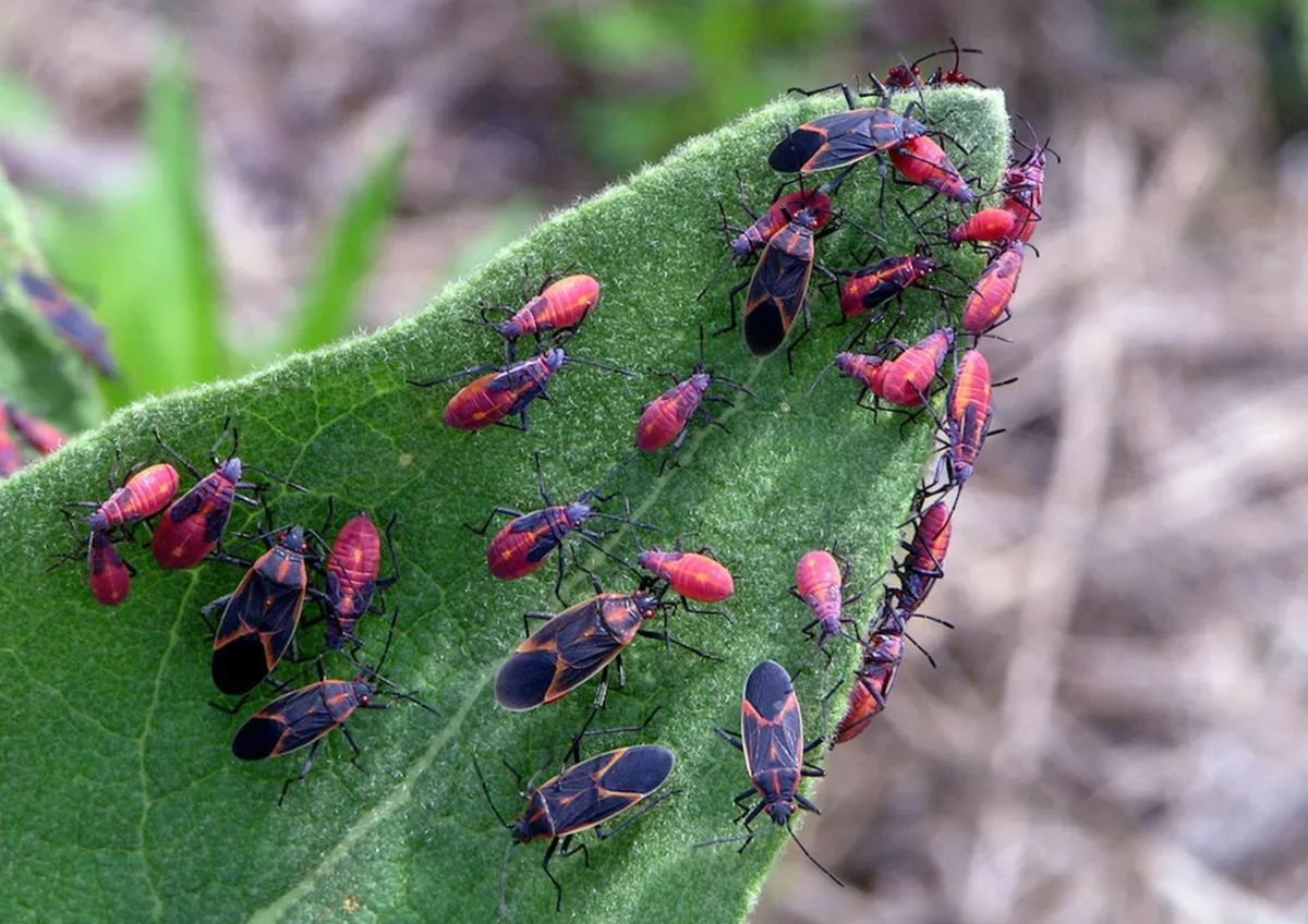Cómo actuar ante la llegada de insectos extraños a casa