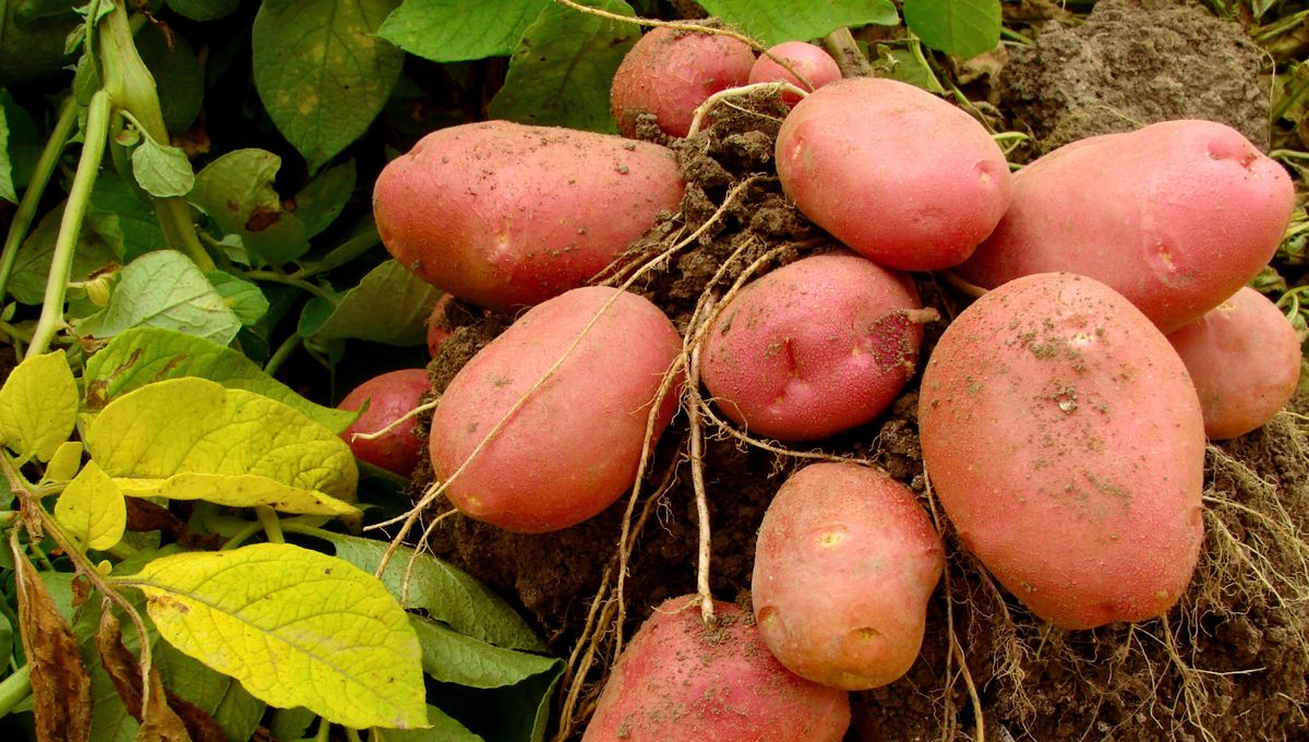 La calidad de estos alimentos depende de los nutrientes y estado del suelo La calidad de estos alimentos depende de los nutrientes y estado del suelo