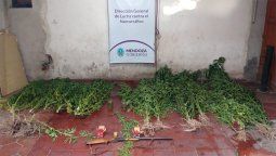 Un ucraniano fue detenido con 31 plantas de marihuana y armas de fuego